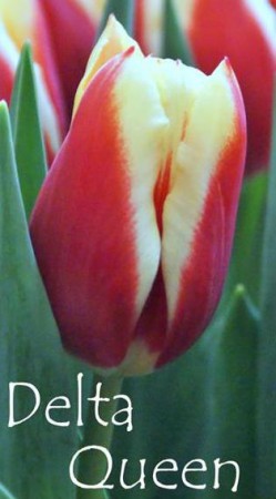 Delta Queen - лилово-красный с желтым краем. Высота цветка до 55 см.